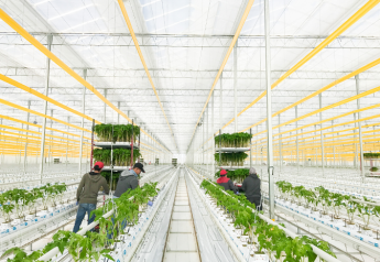 Innovation funding for greenhouse automation research welcomed