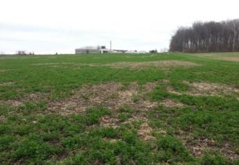 Fields with extensive damage may need to be destroyed, rotated out, and replanted with and annual forage.