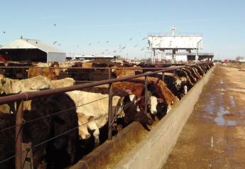 In The Cattle Markets: Impacts of the Cold Wet Winter