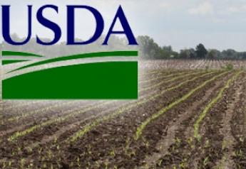 young corn acreage USDA