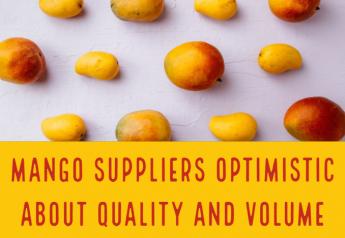 Mango suppliers optimistic about quality and volume