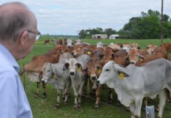 Dr. Ron Randel, Texas A&M AgriLife Research physiologist looks over a herd of purebred Brahman heifers at the North Farm near the Texas A&M AgriLife Research and Extension Center in Overton. 