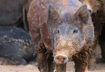 Wild Pigs Cause Problems in San Jose