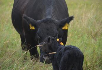 Now is the Time to Prepare for Next Spring's Calving Season
