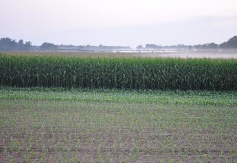 48% Of Farmers Say Their Corn Crop Is Below Average