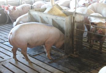 Study Finds Additives Can Help Lower Risk of ASF Spread Through Feed