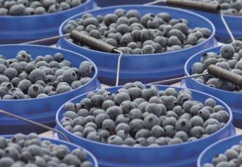 Berry People launches blueberry season, AvoPeople avocados