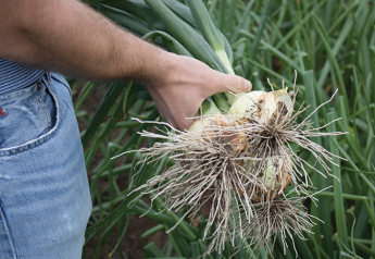South Texas onion crop looking good, growers say