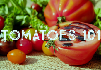Tomatoes 101