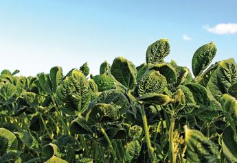 Farmers and applicators are seeing more dicamba damage in Iowa this year.
