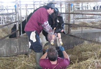 Hard Calvings Mean a Difficult Start in Life for Calves