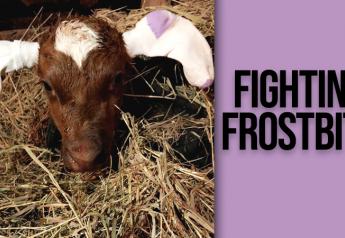 Fighting Frostbite: Producers Provide Tips to Keep Animals Warm 