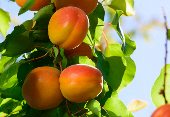 Get ready for Artisan Organic apricots