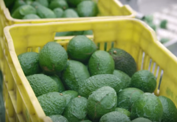 West Pak to introduce 3 organic avocado labels