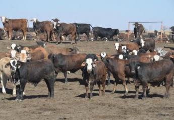 Cash cattle prices higher