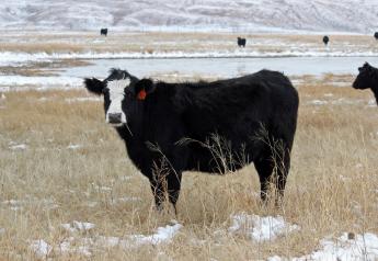 Fall and winter grazing on warm-season grasses is the least detrimental time to graze these species. 