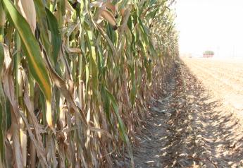 Here's What An Early Frost Can Do To Corn Silage