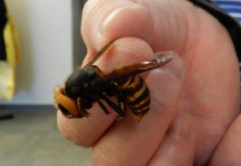 Hell Hornets: Giant Asian Species Set to Expand Across US?