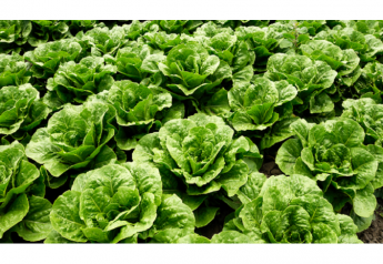 FDA outlines 2020 plan to stop E. coli outbreaks from leafy greens