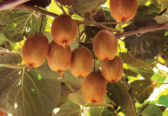 Kiwifruit growers expect big California crop