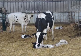 The Future of Cow Reproduction? These Six Breeding Technologies