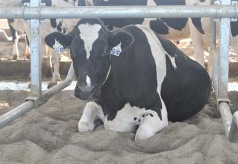 Managing Dry Cows to Reduce Mastitis in the Future
