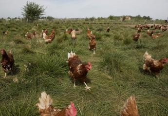 Companies Are Rushing to Meet Cage-Free Egg Deadline