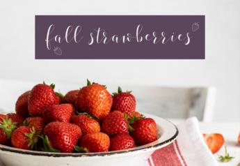 Fall strawberries ramp up