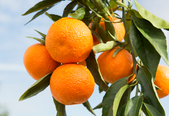 California citrus growers anticipate good 2018-19 season