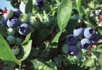 USDA updates Chilean blueberry import rules