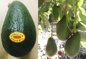 Hawaiian avocados come to U.S. mainland