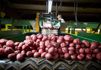 Wisconsin potato crop outlook rebounds after rough start