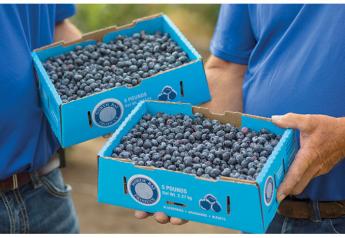 Popularity of blueberries continues to expand