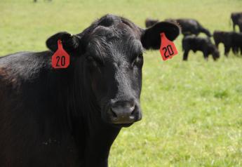 Are cattle in the U.S. causing an increase in global warming?