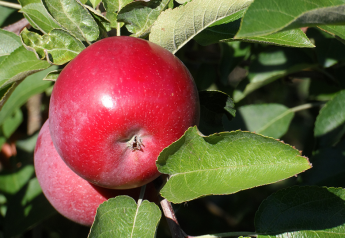 GMO technology has enhanced a variety of apples.
