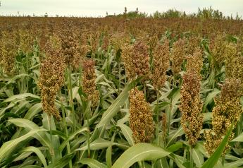 Corn may be king when it comes to feeding livestock, but it’s not the only option for energy and fiber. Sorghum has a number of properties that make it a desirable dairy feedstuff, particularly for growing heifer rations.