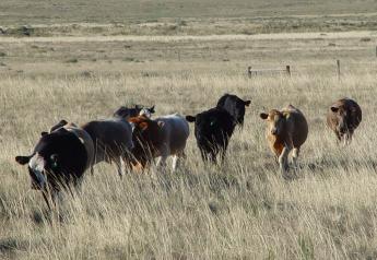 USDA Focus: Beefing Up Our Cattle