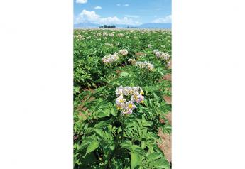 San Luis Valley potato suppliers anticipate good year in 2020