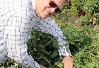 Florida tomato deal looks big, growers say