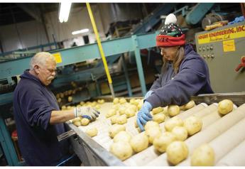Rough fall weather leads to strong winter market for potatoes