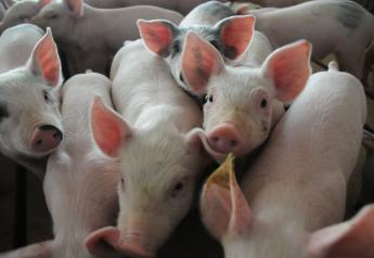 South Africa Reports Two More African Swine Fever Outbreaks 