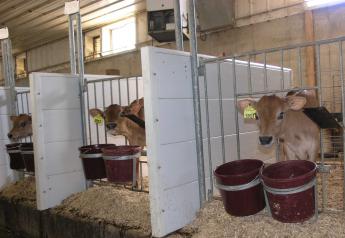 Antibiotics in Calf Milk Rations Studied