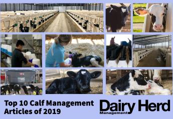 Top 10 Calf Management Articles of 2019