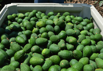 Robinson Fresh hires manager, adds avocado growers