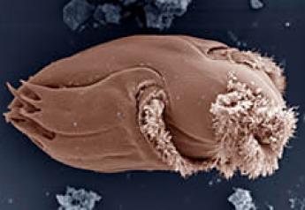 The protozoan Ophryoscolex spp. has a unique and complex cell structure. With an average length of 185 micrometers, it is one of the largest in the cow's rumen.