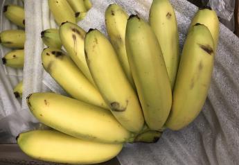 Banana supplies solid for 2019