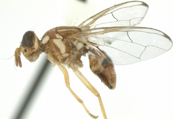 Florida finds peach fruit flies in 2 places