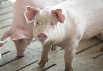 Swine Inspection Program Would Increase Efficiency, Harvest Capacity