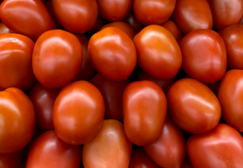 Commerce sets preliminary dumping margin of 25% on Mexican tomatoes