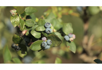 Blueberry council seeks new member nominations